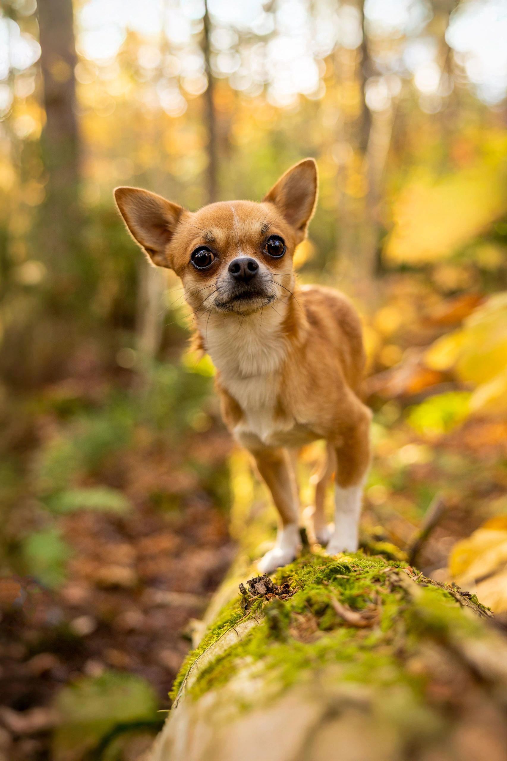 Close-up dog portrait with warm natural light